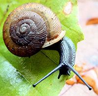 VA_LandSnails