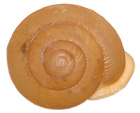 VA_LandSnails