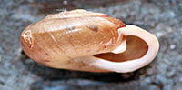 VA_LandSnails