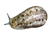 VA_LandSnails