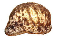 VA_LandSnails