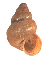 VA_LandSnails