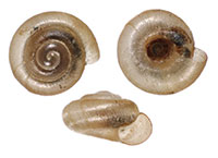 VA_LandSnails