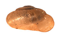 VA_LandSnails