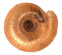 VA_LandSnails