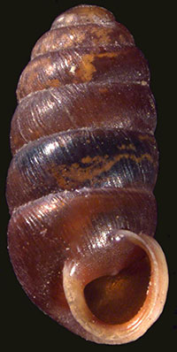 VA_LandSnails