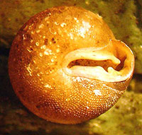 VA_LandSnails