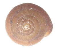 VA_LandSnails