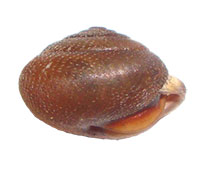 VA_LandSnails