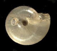 VA_LandSnails