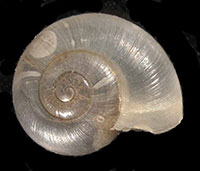 VA_LandSnails