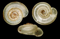 VA_LandSnails