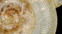 VA_LandSnails