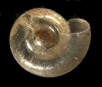 VA_LandSnails