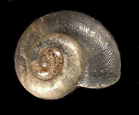 VA_LandSnails