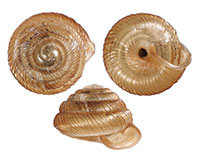 VA_LandSnails