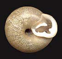 VA_LandSnails