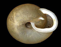 VA_LandSnails