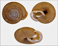 VA_LandSnails