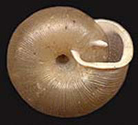 VA_LandSnails