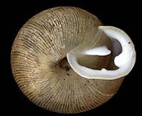 VA_LandSnails