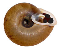 VA_LandSnails