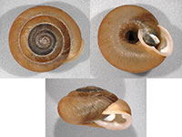 VA_LandSnails