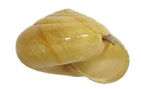 VA_LandSnails