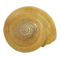 VA_LandSnails