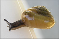 VA_LandSnails