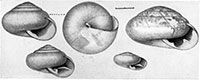 VA_LandSnails