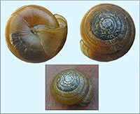 VA_LandSnails