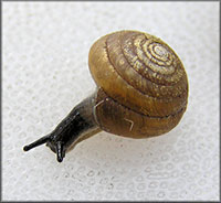 VA_LandSnails