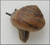 VA_LandSnails
