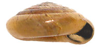 VA_LandSnails