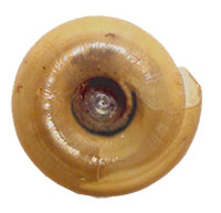 VA_LandSnails