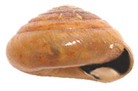 VA_LandSnails
