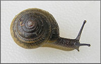 VA_LandSnails