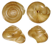 VA_LandSnails