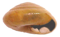 VA_LandSnails