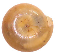 VA_LandSnails