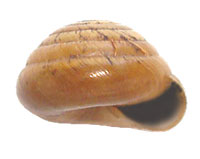 VA_LandSnails