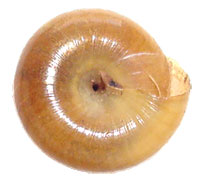 VA_LandSnails