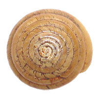 VA_LandSnails
