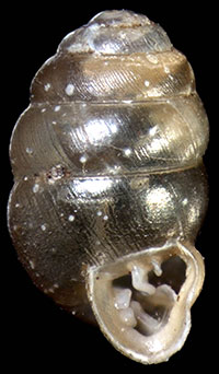 VA_LandSnails