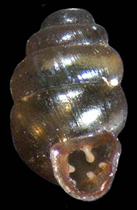 VA_LandSnails