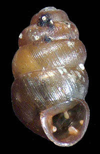 VA_LandSnails