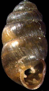 VA_LandSnails