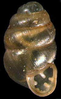 VA_LandSnails