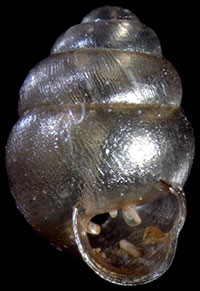 VA_LandSnails